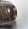 Glomeris distichella (cfr.)